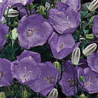 Campanula Clips Blue