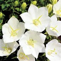 Campanula Clips White