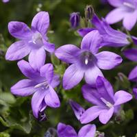 Campanula Clockwise Compact Deep Blue