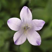 Campanula Clockwise Compact White Blush