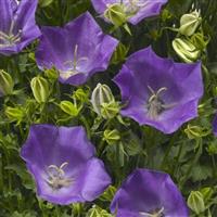 Campanula Pristar Deep Blue