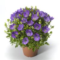 Campanula Pristar Deep Blue