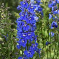 Delphinium Blue Donna