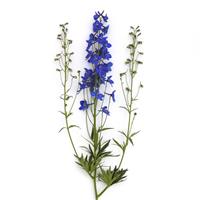 Delphinium Blue Donna
