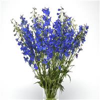 Delphinium Blue Donna