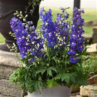 Delphinium Dasante Blue