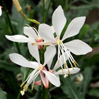 Gaura Sparkle White