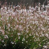 Gaura Sparkle White