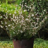Gaura Sparkle White