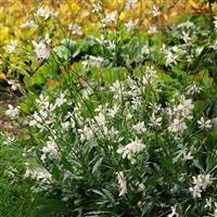 Gaura Sparkle White