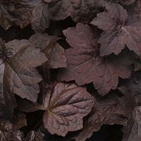 Heuchera Palace Purple