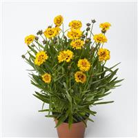 Coreopsis Andiamo Yellow Red