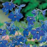 Delphinium Belladonna 