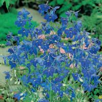 Delphinium Belladonna 