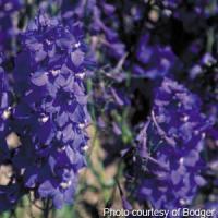 Delphinium Bellamosum 