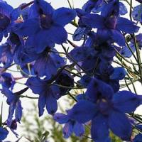 Delphinium Butterfly Blue