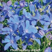 Delphinium Blue Mirror