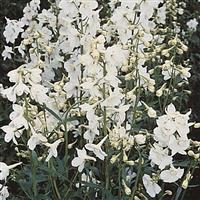 Delphinium Casablanca