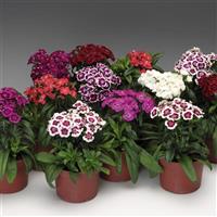 Dianthus Barbarini Mix
