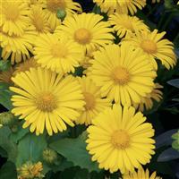 Doronicum Leonardo Compact