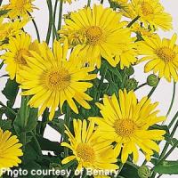 Doronicum orientale Little Leo