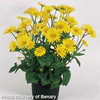 Doronicum orientale Little Leo