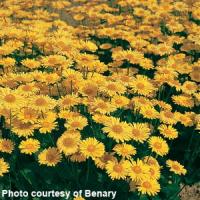 Doronicum orientale Little Leo