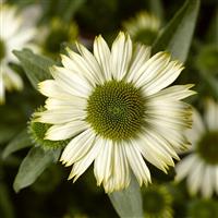 Echinacea Prairie Splendor Compact White