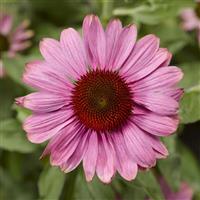 Echinacea Prairie Splendor Compact Rose