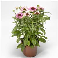 Echinacea Prairie Splendor Compact Rose