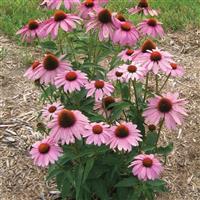 Echinacea Prairie Splendor Compact Rose