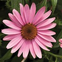 Echinacea Prairie Splendor Deep Rose