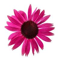 Echinacea Prairie Splendor Compact Dark Rose