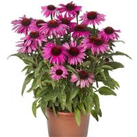 Echinacea Prairie Splendor Compact Dark Rose