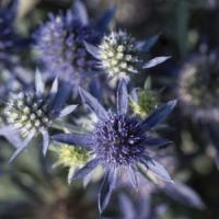 Eryngium Planum Blue Hobbit