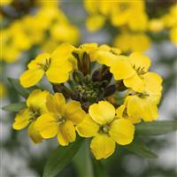 Erysimum Canaries Yellow