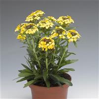 Erysimum Canaries Yellow