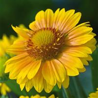 Gaillardia Arizona Apricot