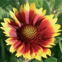 Gaillardia Arizona Sun