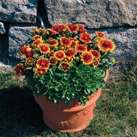 Gaillardia Arizona Sun