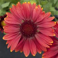 Gaillardia Arizona Red Shades