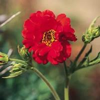 Geum Mrs. Bradshaw