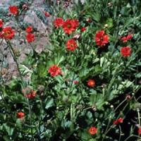 Geum Mrs. Bradshaw