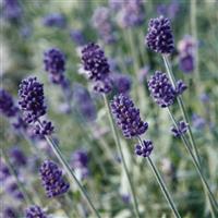 Lavandula Vicenza Blue ApeX