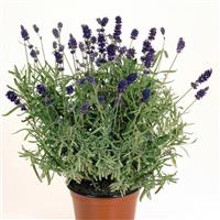 Lavandula Vicenza Blue ApeX