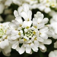 Iberis Whiteout