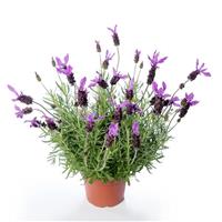 Lavandula Violeta Purple XL