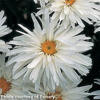 Leucanthemum Crazy Daisy