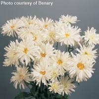 Leucanthemum Crazy Daisy