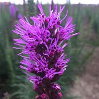 Liatris Purple
